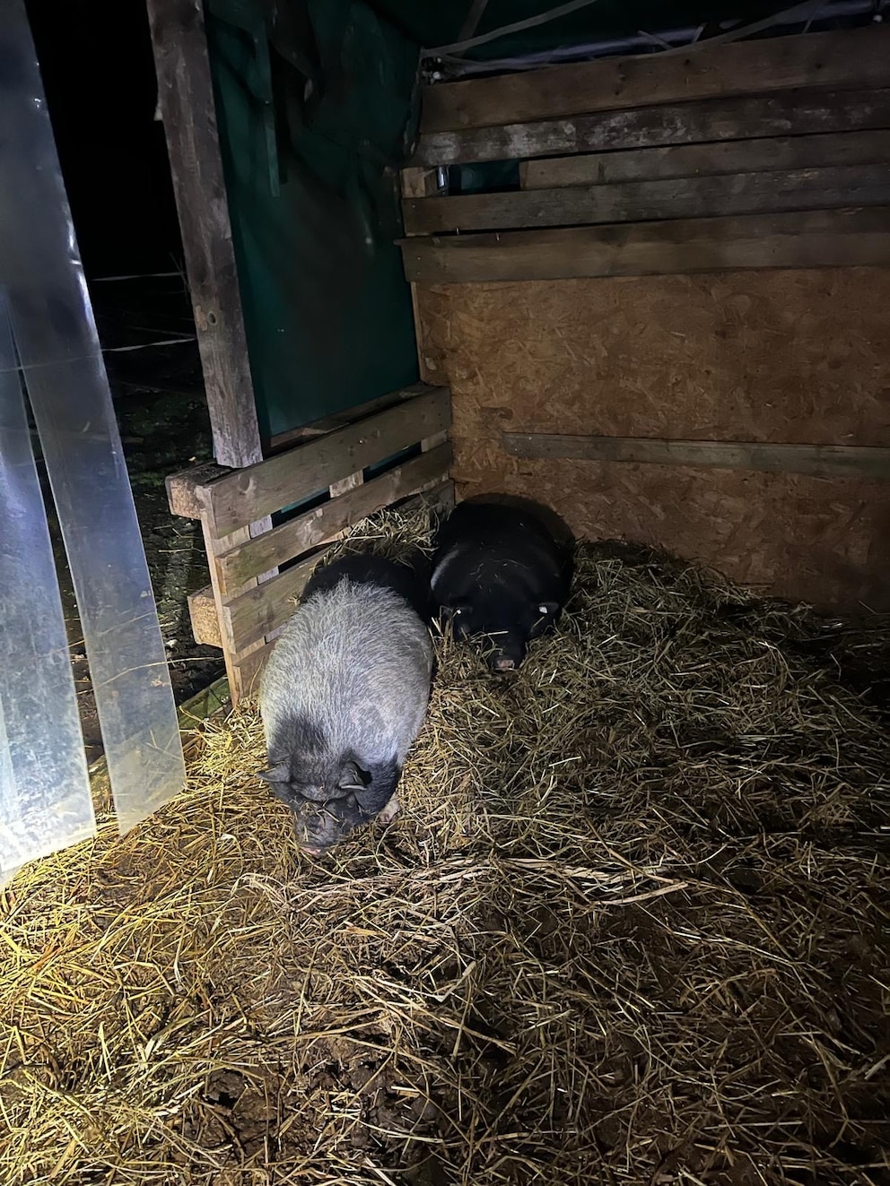 H&auml;ngebauchschwein Peppa wieder zur&uuml;ck im Stall