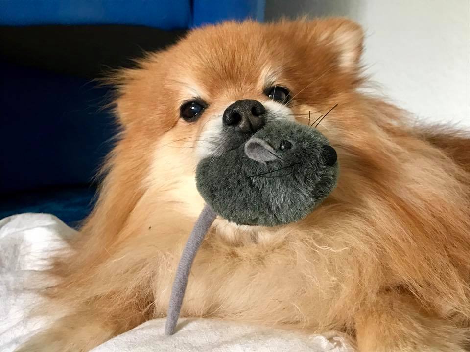 Spitz Samy with his toy mouse.