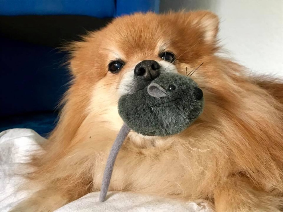 Spitz Samy mit seiner Spielzeugmaus.