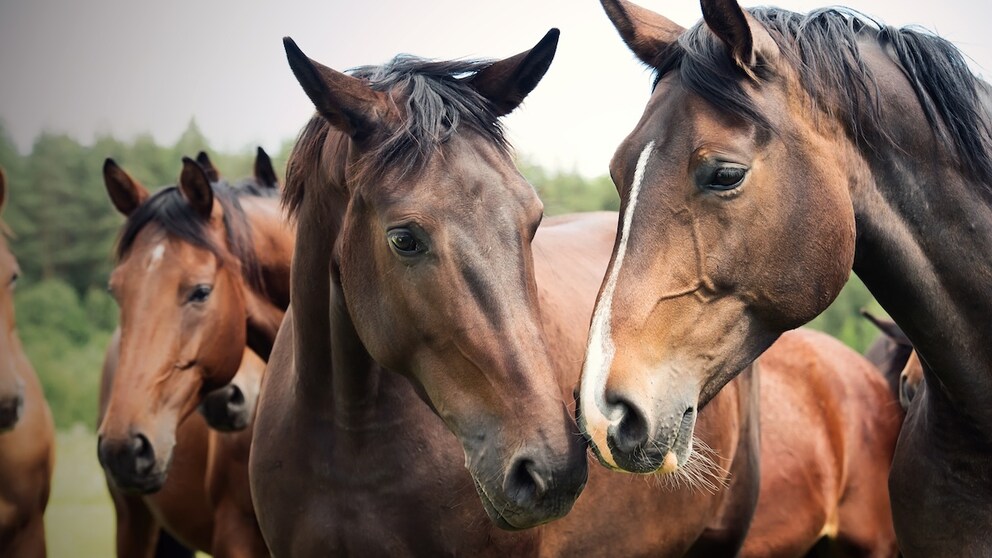 Unterschiede Vollblüter, Kaltblüter und Warmblüter