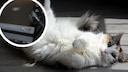 Katze rollt scih