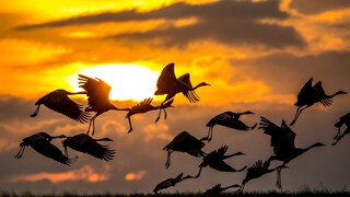 Kraniche im Flug vor Sonnenuntergang