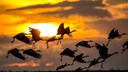 Kraniche im Flug vor Sonnenuntergang