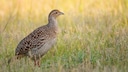Das Rebhuhn, der Vogel des Jahres 2026, auf einem Feld