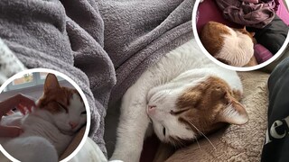 Collage von Kater Remo, der am Kopf auf seinem Kissen schläft