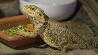 Eine Bartagame an ihrem Napf.