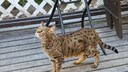 Eine Savannah-Katze im Wohngebiet