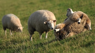 Schaf liegt am Deich auf dem Rücken
