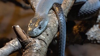 Schwarze Mamba auf einem Ast