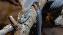 Schwarze Mamba auf einem Ast