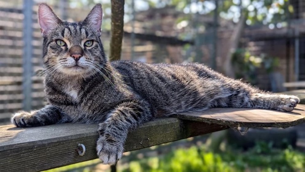 Kater Simon im Tierheim Mölln ist eins der Tiere, die man bei der neuen KI-Hotline „Call a Pet“ kennenlernen kann