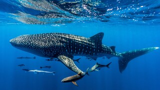 Walhaie und andere Arten schwimmen im Wasser – und sind laut einer Studie am stärksten von möglichem Tiefseebergbau betroffen