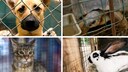Collage aus Hund, Schildkr&ouml;te, Katze und Kaninchen im Tierheim