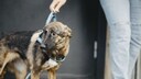 Hund schaut &auml;ngstlich zur Seite