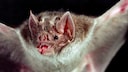 Vampirfledermaus