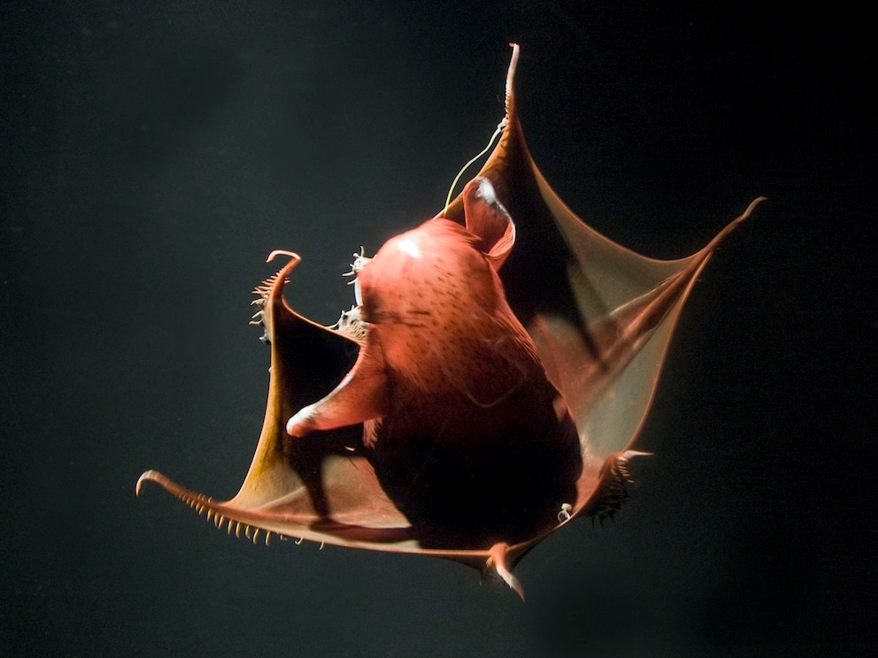 H&ouml;llenvampir-Tintenfisch in der Tiefsee