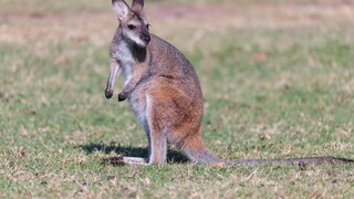 Wallaby im Outback