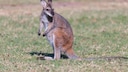 Wallaby im Outback