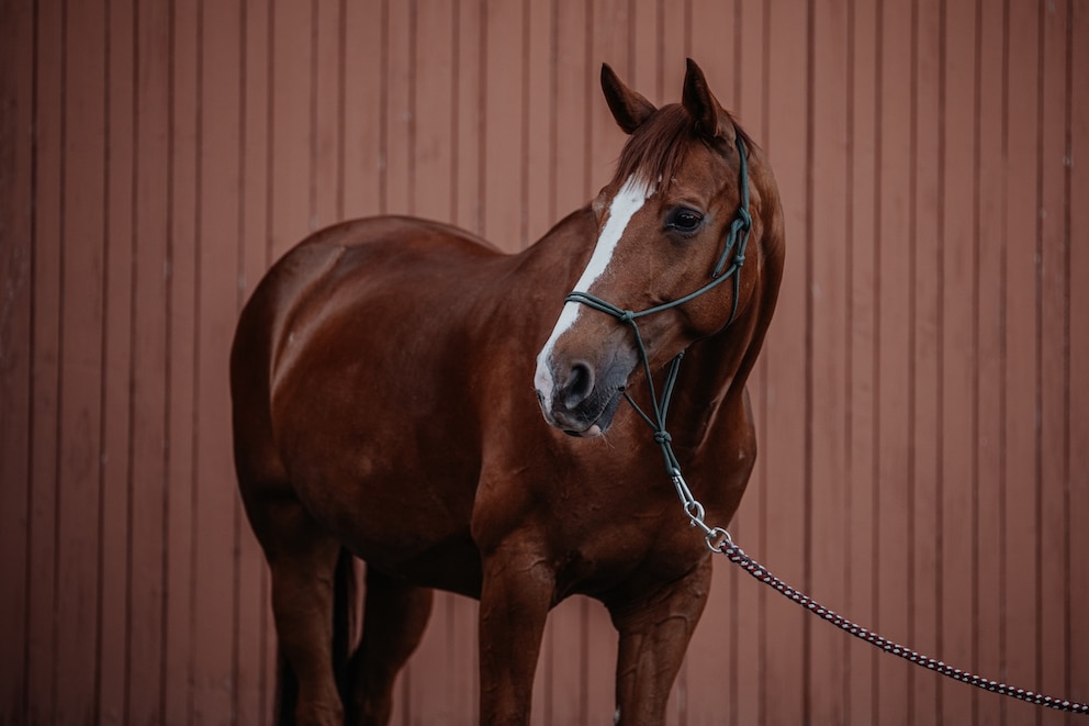 Fuchs Warmblut Pferd