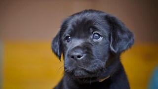 Labradorwelpe