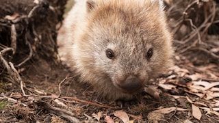 Ein Wombat im Unterholz