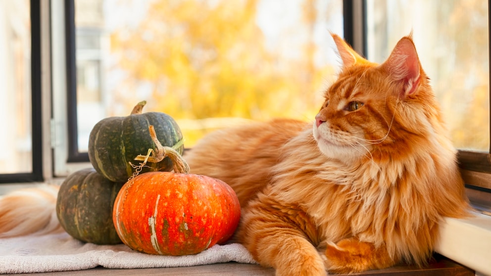 Katze liegt mit Zierkürbissen auf dem Fensterbrett