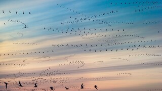 Küstenseeschwalben (Sterna paradisaea)beim Vogelzug