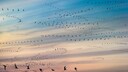 K&uuml;stenseeschwalben (Sterna paradisaea)beim Vogelzug