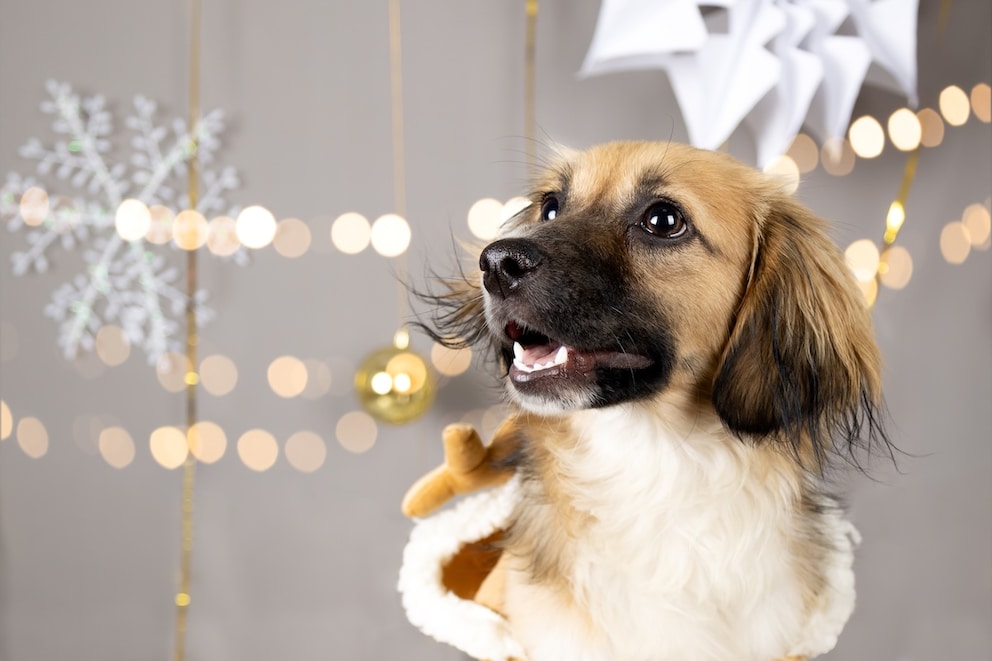 Dackel Adventskalender 2025 Für Kinder – Mit 24 Überraschungen | Niedlicher Hundedeko Für Weihnachten