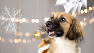 Viele Halter möchten ihrem Hund mit einem Adventskalender in der Vorweihnachtszeit eine Freude machen. Doch hier gibt es große Unterschiede in Qualität und Preis.
