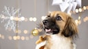 Viele Halter m&ouml;chten ihrem Hund mit einem Adventskalender in der Vorweihnachtszeit eine Freude machen. Doch hier gibt es gro&szlig;e Unterschiede in Qualit&auml;t und Preis.
