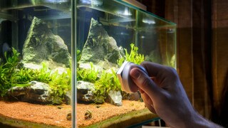 Magnetreiniger wird zur Entfernung von Algen am Aquarium angesetzt