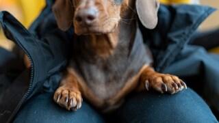 Dackel sitzt auf dem Schoß einer Person