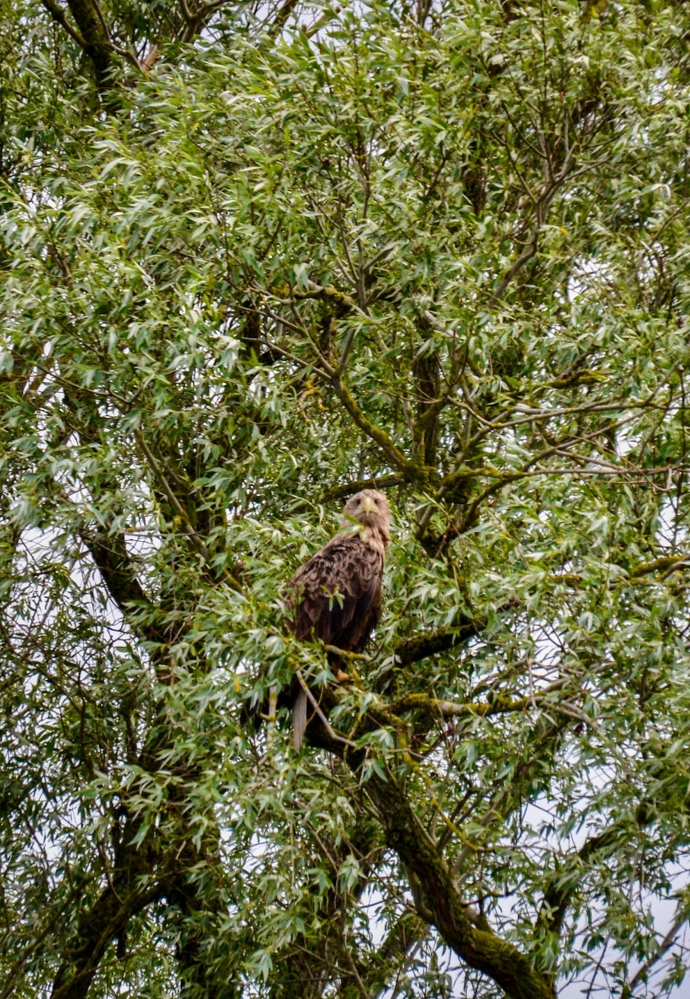 Seeadler im Peenetal