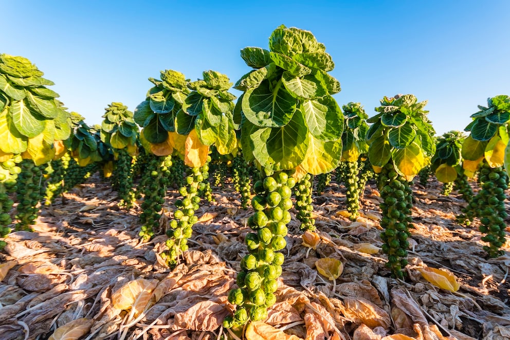 Cultivation of Brussels sprouts