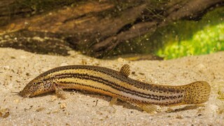 Eine Furzgrundel auf dem Boden beim Schwimmen