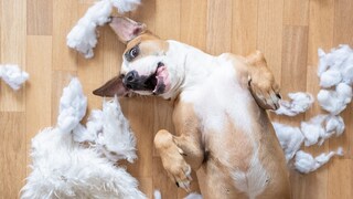 Verspielter Hund, der ein Kissen zerstört hat