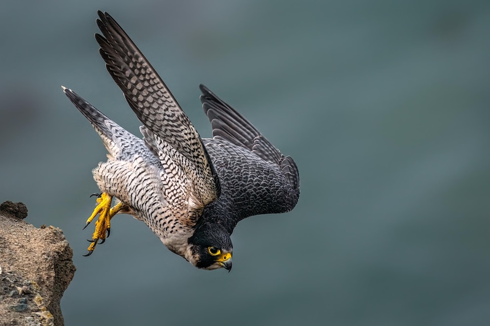 In den L&uuml;ften h&auml;lt einer den Rekord als schnellstes Tier: der Wanderfalke.