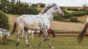 Gepunktetes Pferd