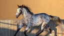 Appaloosa Galopp
