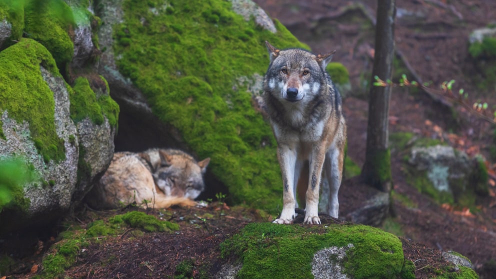 Wölfe in einem grünen, moosigen Wald