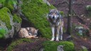 W&ouml;lfe in einem gr&uuml;nen, moosigen Wald