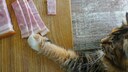 Katze angelt mit der Pfote Schinken vom Tisch