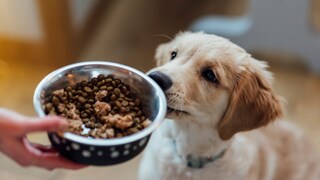 Junger Hund schnüffelt an seinem Napf