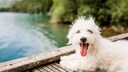 Wei&szlig;er Hund an einem See