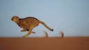 Gepard