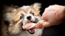 Welsh Pembroke Corgis, der eine St&uuml;ck Fleisch aus der Hand eines Menschen nimmt