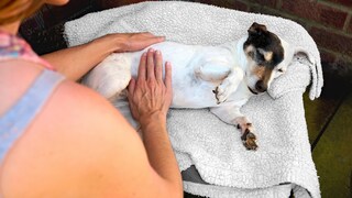 Hund wird abgetastet