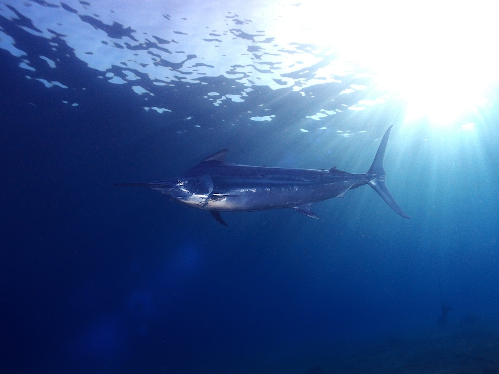 Schon gewusst? Der schnellste Meeresbewohner ist der Schwarze Marlin.
