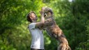 Irischer Wolfshund